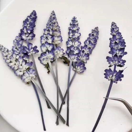Purple Sage Dried flower stem,pressed flowers stem, 10 PCS/Pack