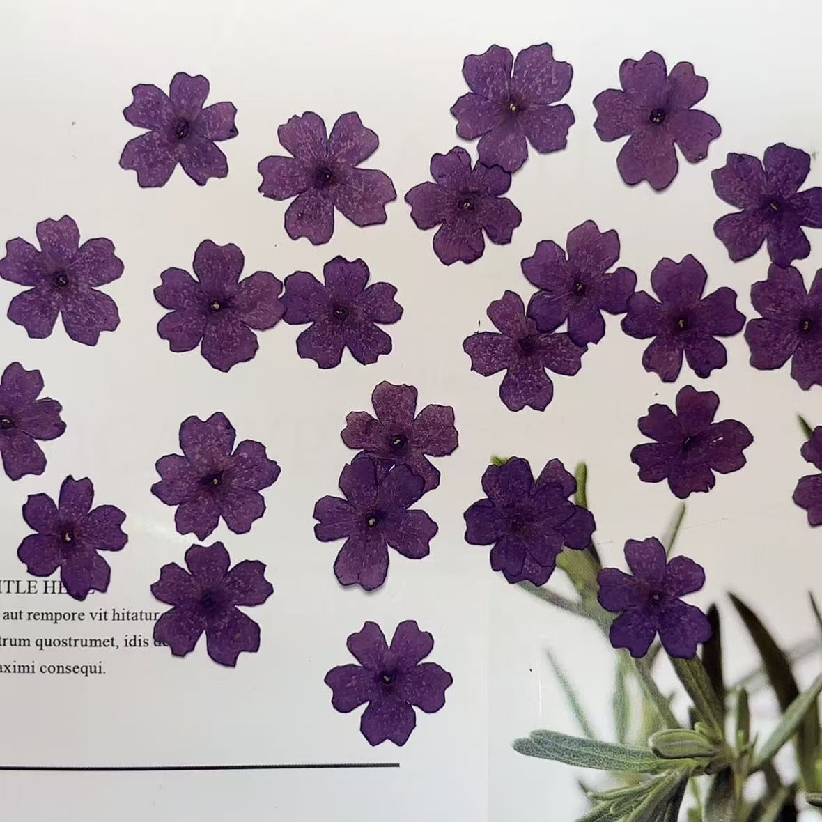 Purple verbena pressed flowers,12 PCS/Pack