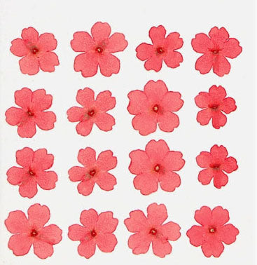 Red verbena pressed flowers,12 PCS/Pack