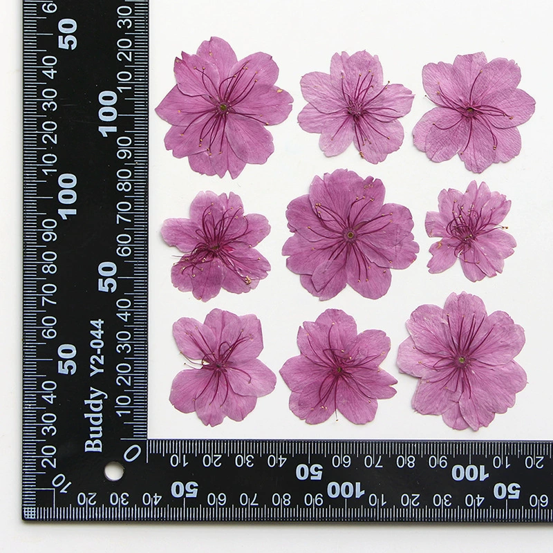 Pink cherry blossoms pressed flowers,12 PCS/Pack