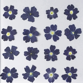 Blue verbena pressed flowers,12 PCS/Pack
