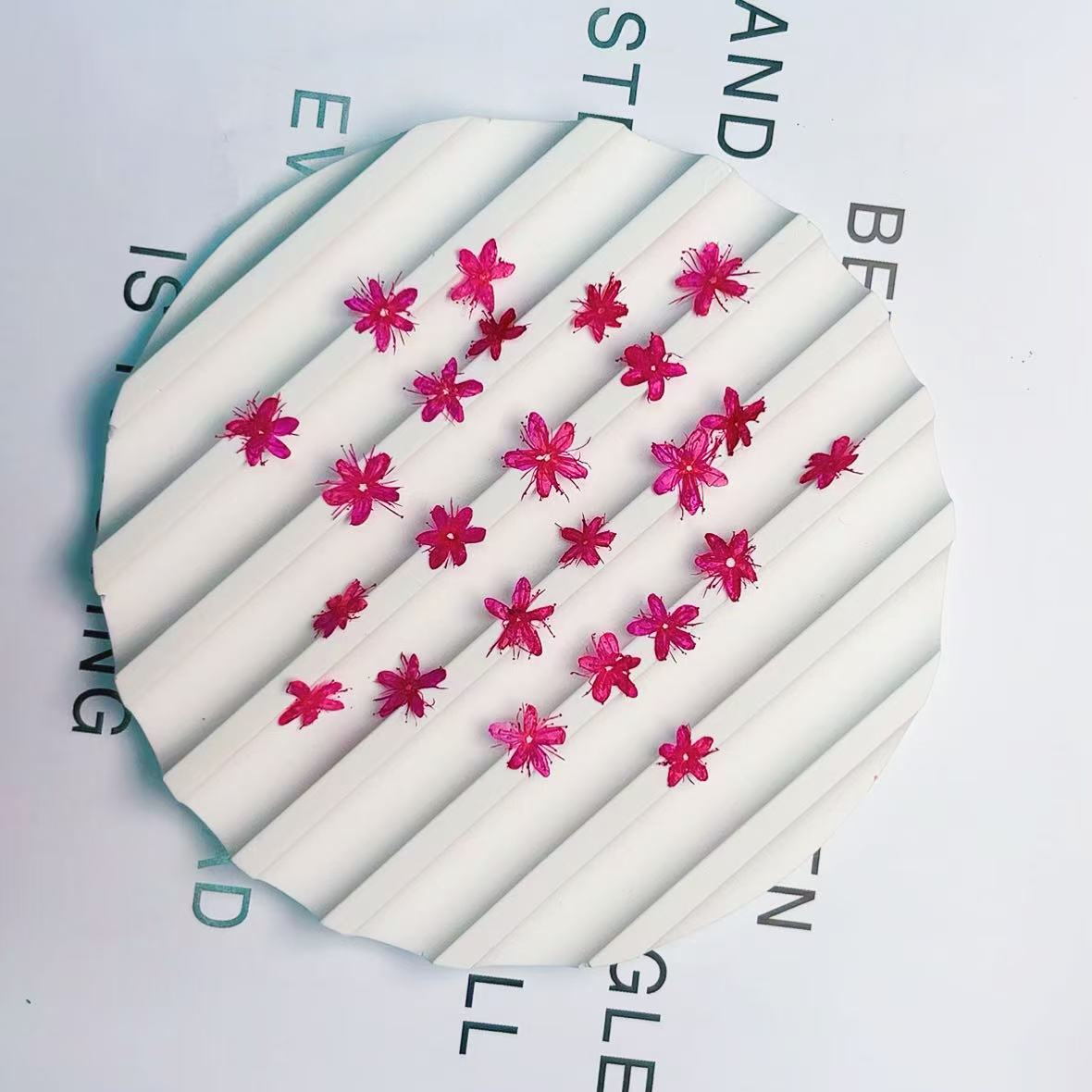 Rose Red small pressed flowers,12 PCS/Pack