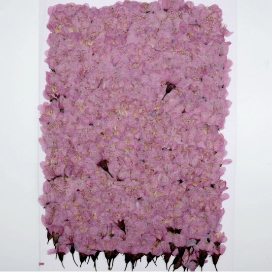 Purple cherry blossom pressed flowers,12 PCS/Pack