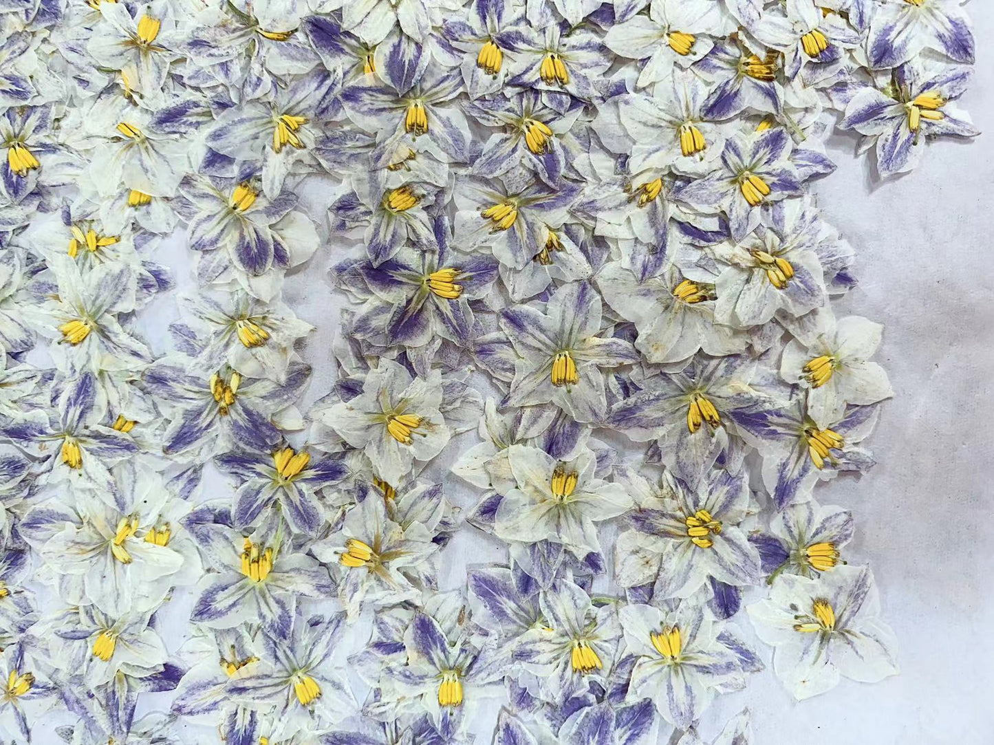 Purple Little iris proantha Pressed flowers,dried flower 10 PCS/Pack