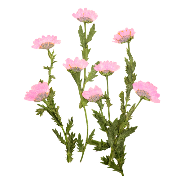 Pink chrysanthemum Stem pressed flowers,10 PCS/Pack