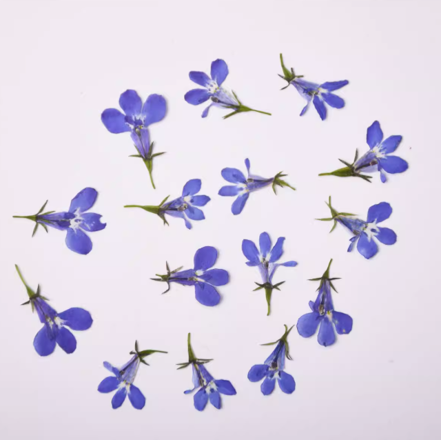 Blue lobelia pressed flowers,12 PCS/Pack