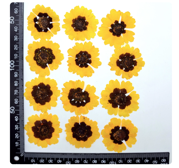 Yellow dried Flower Sanvitalia procumbens pressed flowers,12 PCS/Pack