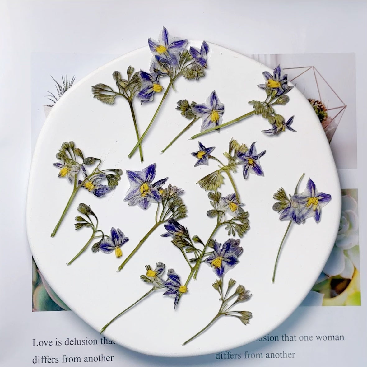 Purple Little iris proantha Pressed flowers,dried flower 4 PCS/Pack