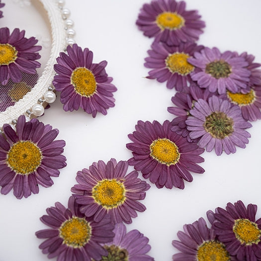 Purple Margaret Pressed flower,8 PCS/Pack