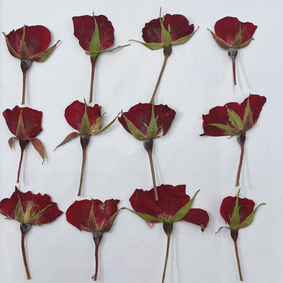 Dark red Rose Bud Pressed Flowers 6 PCS