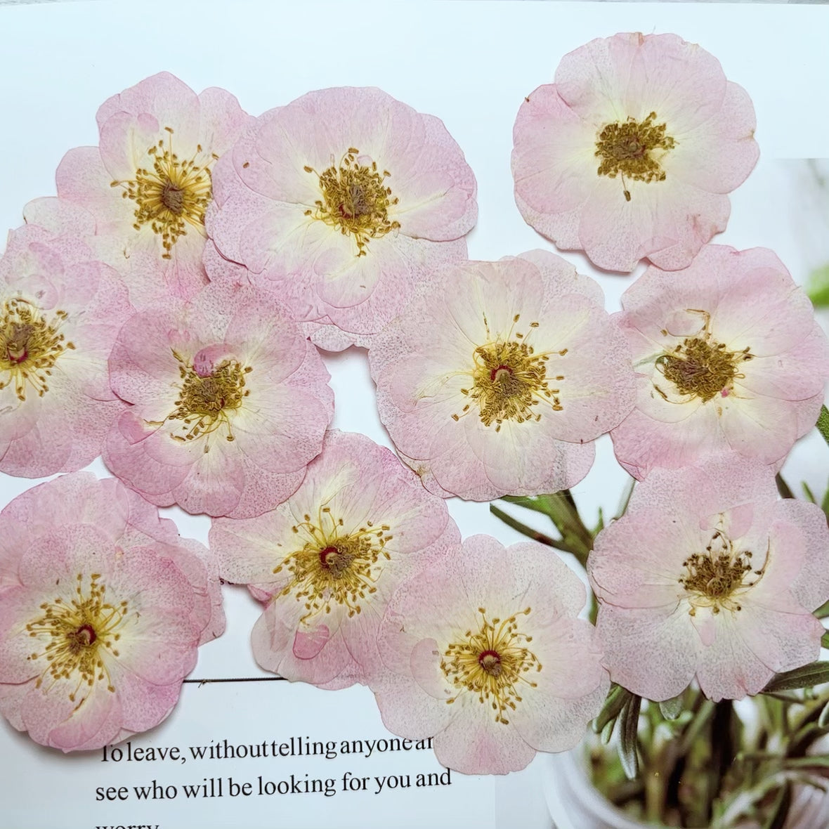 Large Pink Rose Flower Dried Pressed Flowers 6 PCS