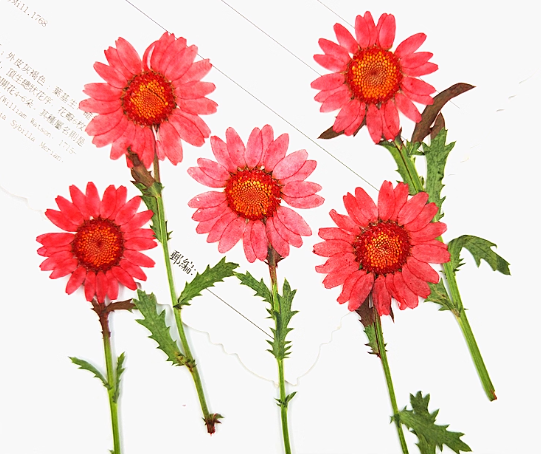Red chrysanthemum stem Pressed Flowers 10 PCS
