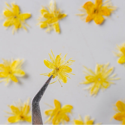 Yellow Small dried flower Pressed Flowers 12 PCS