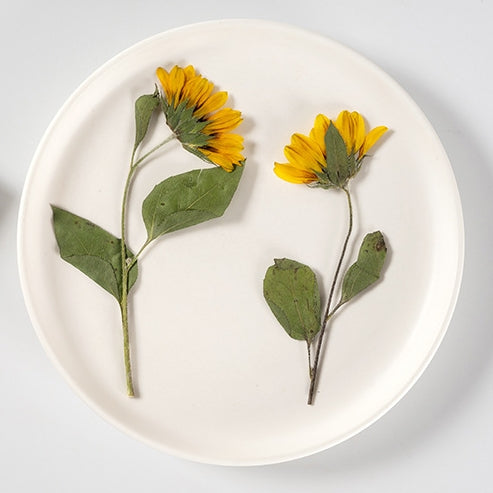 Yellow sunflower pressed flowers,2 PCS/Pack