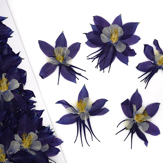 Blue garden columbine pressed flowers,12 PCS/Pack