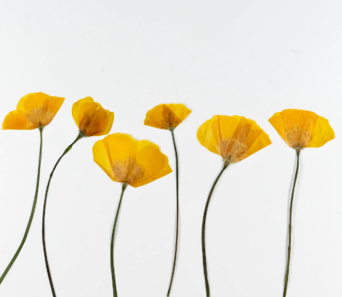 Yellow Eschscholzia californica pressed flowers,6PCS/Pack