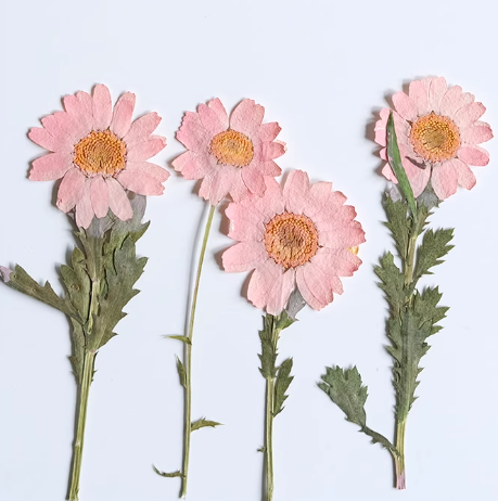 Pink chrysanthemum Stem pressed flowers,10 PCS/Pack