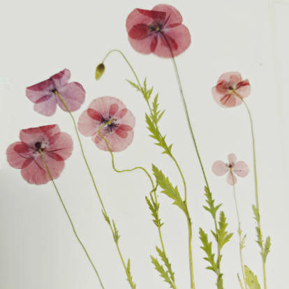 Pink Papaver rhoeas pressed flowers,6 PCS/Pack