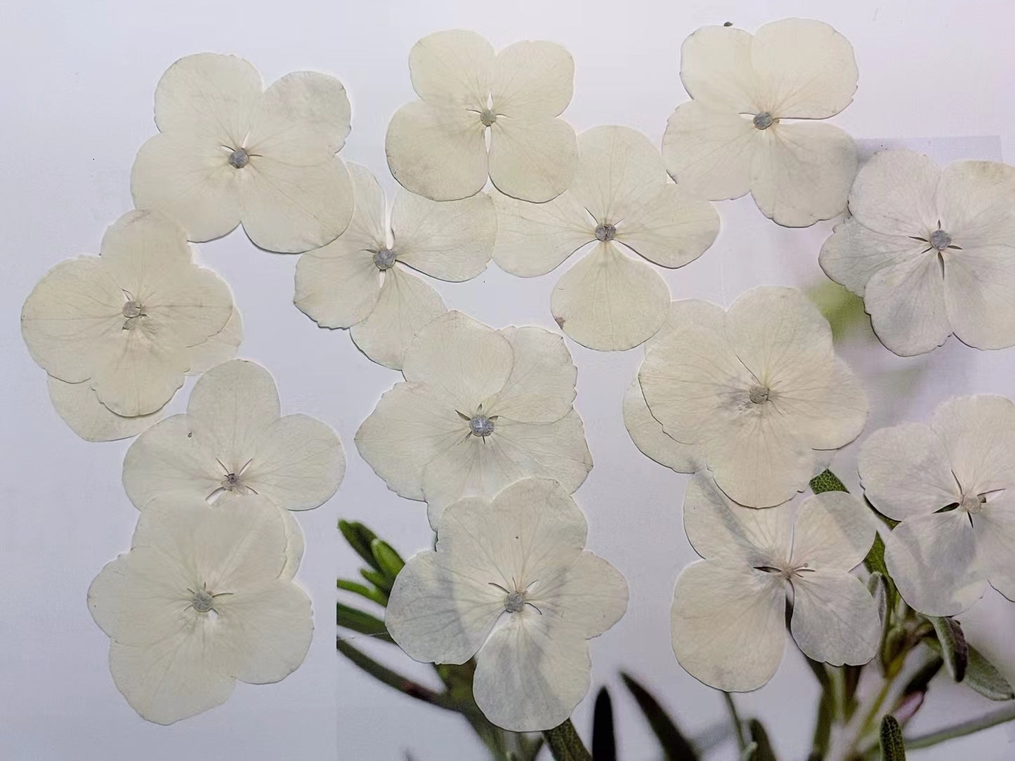 White hydrangea pressed flowers,12 PCS/Pack