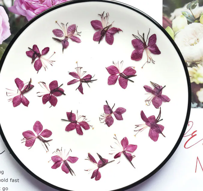 purplish red Gaura lindheimeri Pressed flower,10 PCS/Pack