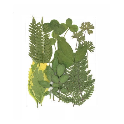 Real Pressed Green Leaves: Floral Resin Craft Supply (20 PCS)