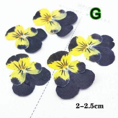 12 PCS Pressed Flowers: Purple, White & Yellow Hydrangeas for Resin Crafts dry flower,Pressed flowers