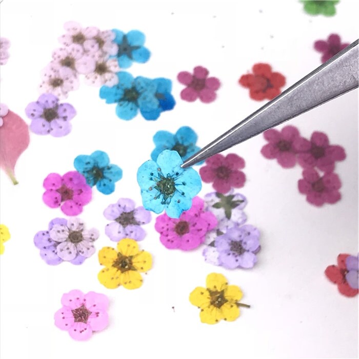 Set of 100 PCS,Blue Narcissus, manicure dried flower, Pressed Flat Flowers,embossed plant specimen,dried flower petals,children's manual DIY