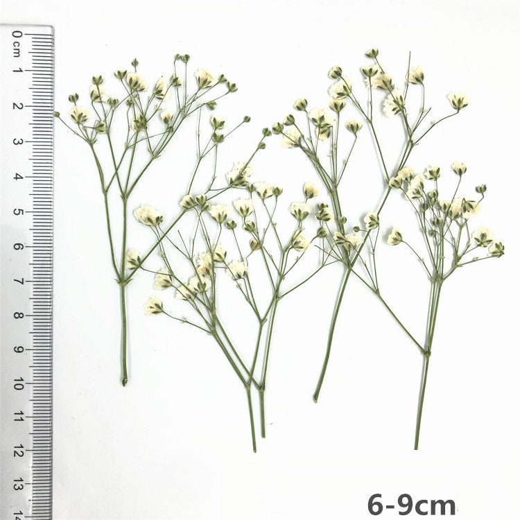 20 PCS Dried Baby's Breath Flowers: Wedding Invitation Embellishments