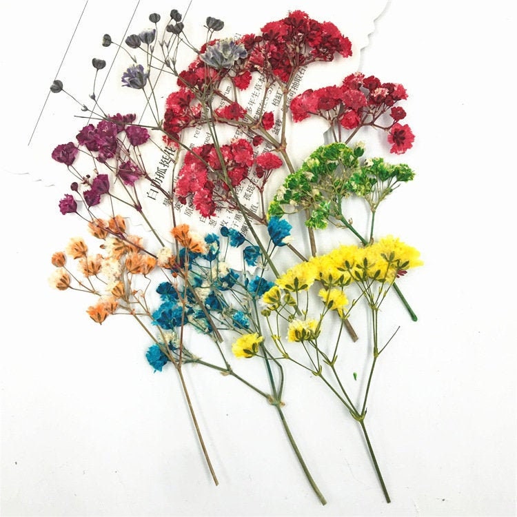 Purple Pressed Flowers: Resin Crafts, Paper Crafts - 8 PCS