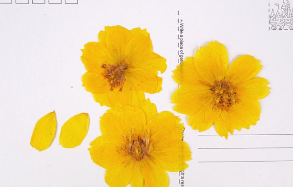 Yellow Pressed Flowers, Natural Dried Herbarium, DIY Crafts (6 PCS)