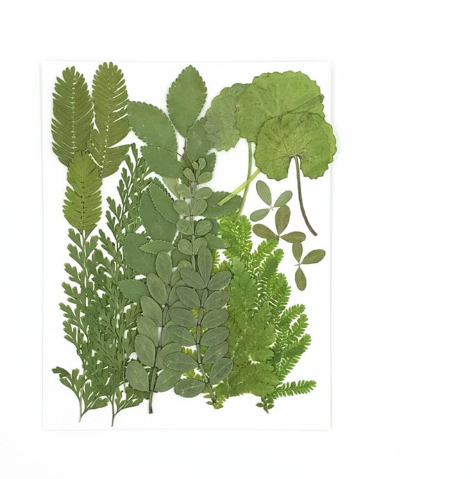 Pressed Green Leaves for Resin Crafts - 20 PCS