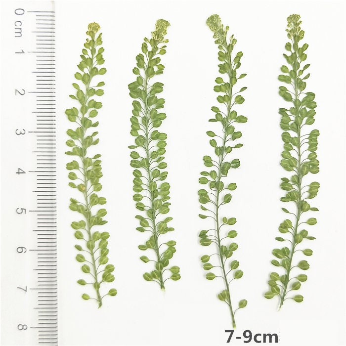 Real Pressed Lepidium Leaves, Green Floral Foliage Stems (12 PCS)