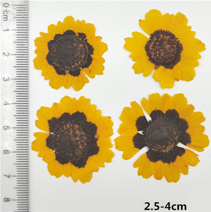 Yellow Chrysanthemum Pressed Flowers - Resin Art, Crafts (12 PCS)