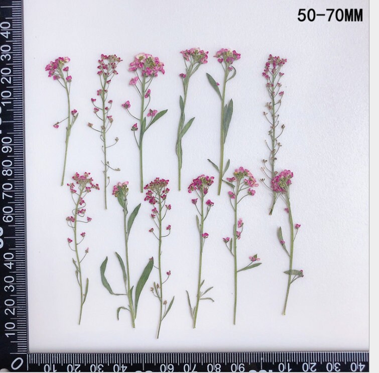 Pink Purple Pressed Alyssum Flowers - Set of 12PCS Dried Stems