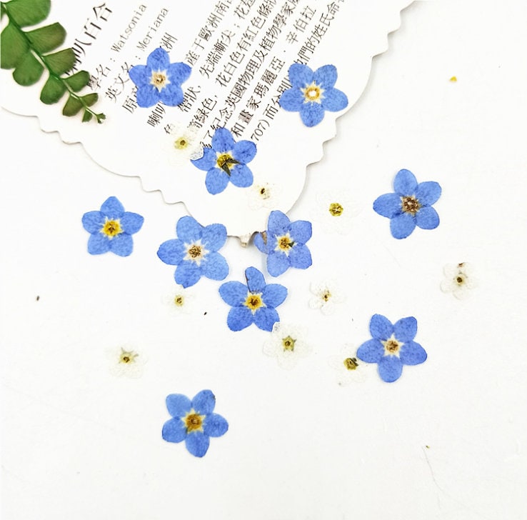 100 PCS Pressed Forget-Me-Nots: Real Dried Blue Flowers dry flower,Pressed flowers