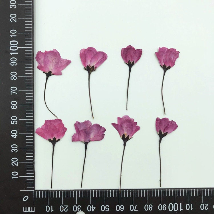 Pressed Purple Begonia Flowers for Resin, 12 PCS Flat Flower Pack