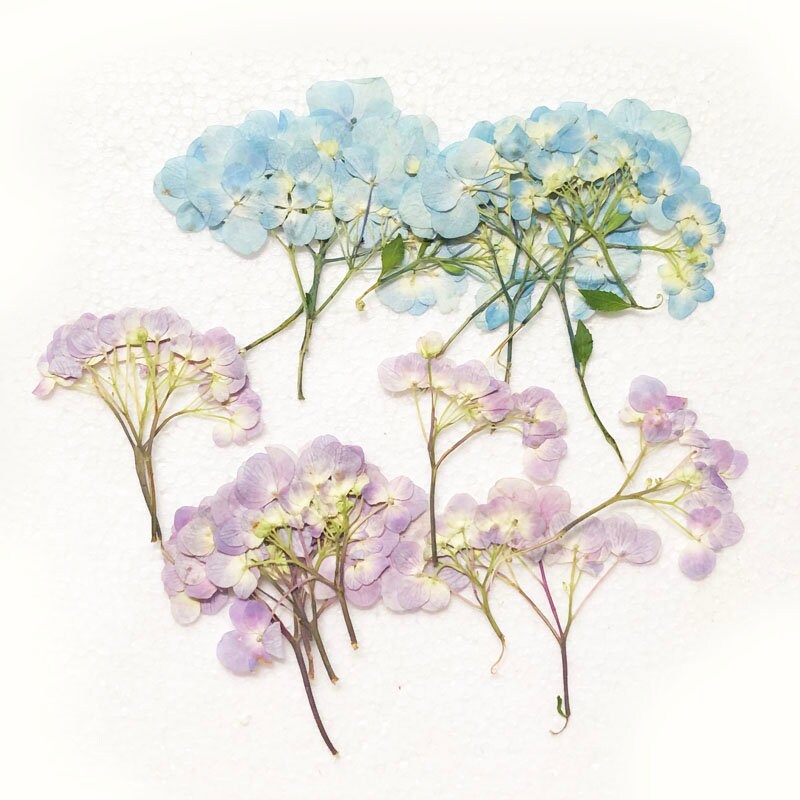 Pressed Hydrangea Flowers, Blue Purple Stems, Resin Crafts (6 PCS/Pack)