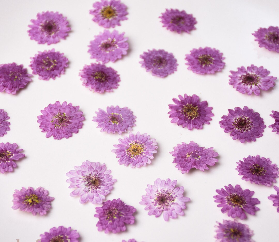 10 Purple Pressed Chrysanthemum Flowers, Natural Dried Flowers for Resin Crafts