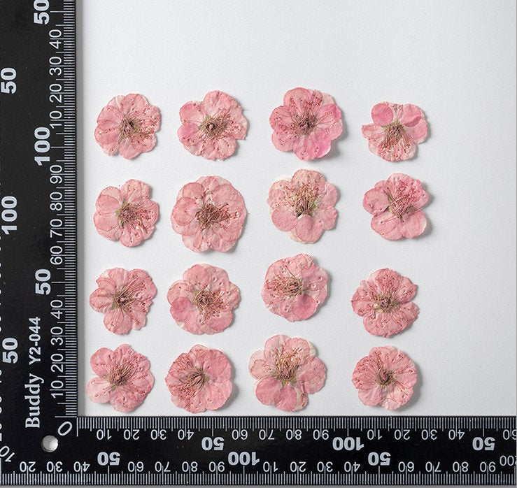 Pink Pressed Flowers: Scrapbooking Art, Set of 6