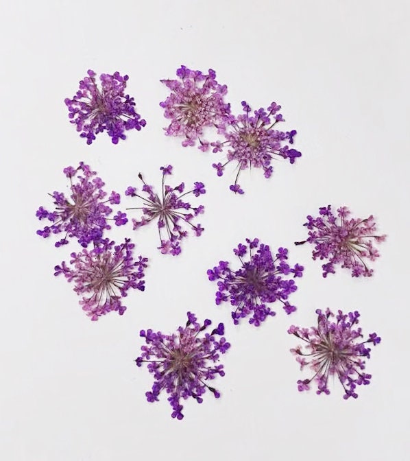 pressed flowers,Purple pressed flowers,A Pack of 10 PC,purple flower,Dried flower,resin art artist,pressed real flower,real pressed flower