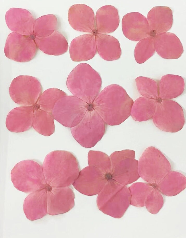 Pink Pressed Flowers: Resin Art Supplies, Paper Crafts (10 PC) Hydrangea Flower