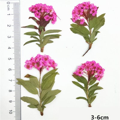 Dark Pink Pressed Flowers - Scrapbooking Art, Set of 6