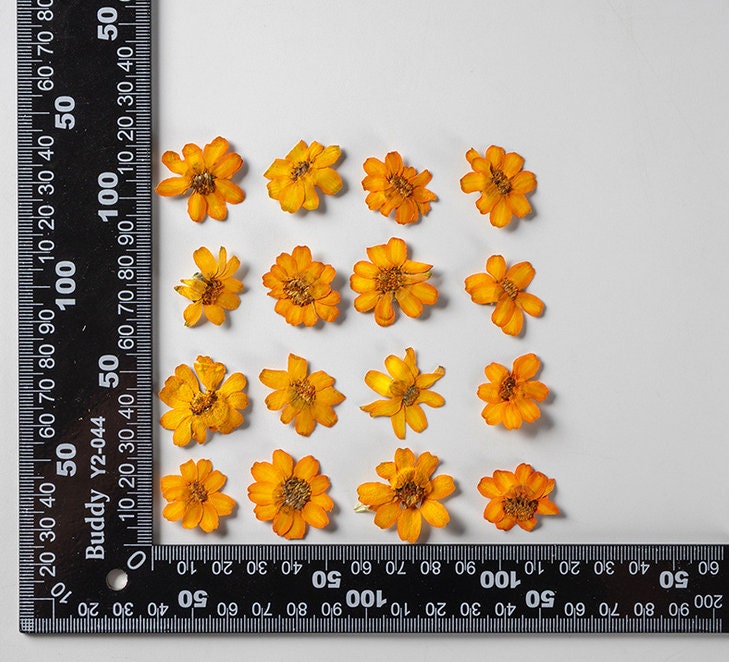 Pressed Flower,Zinnia Pressed Flower,10 PCS/pack,Pressed Orange Dried Flower Real Pressed Flower Dry Natural Pressed Flowers