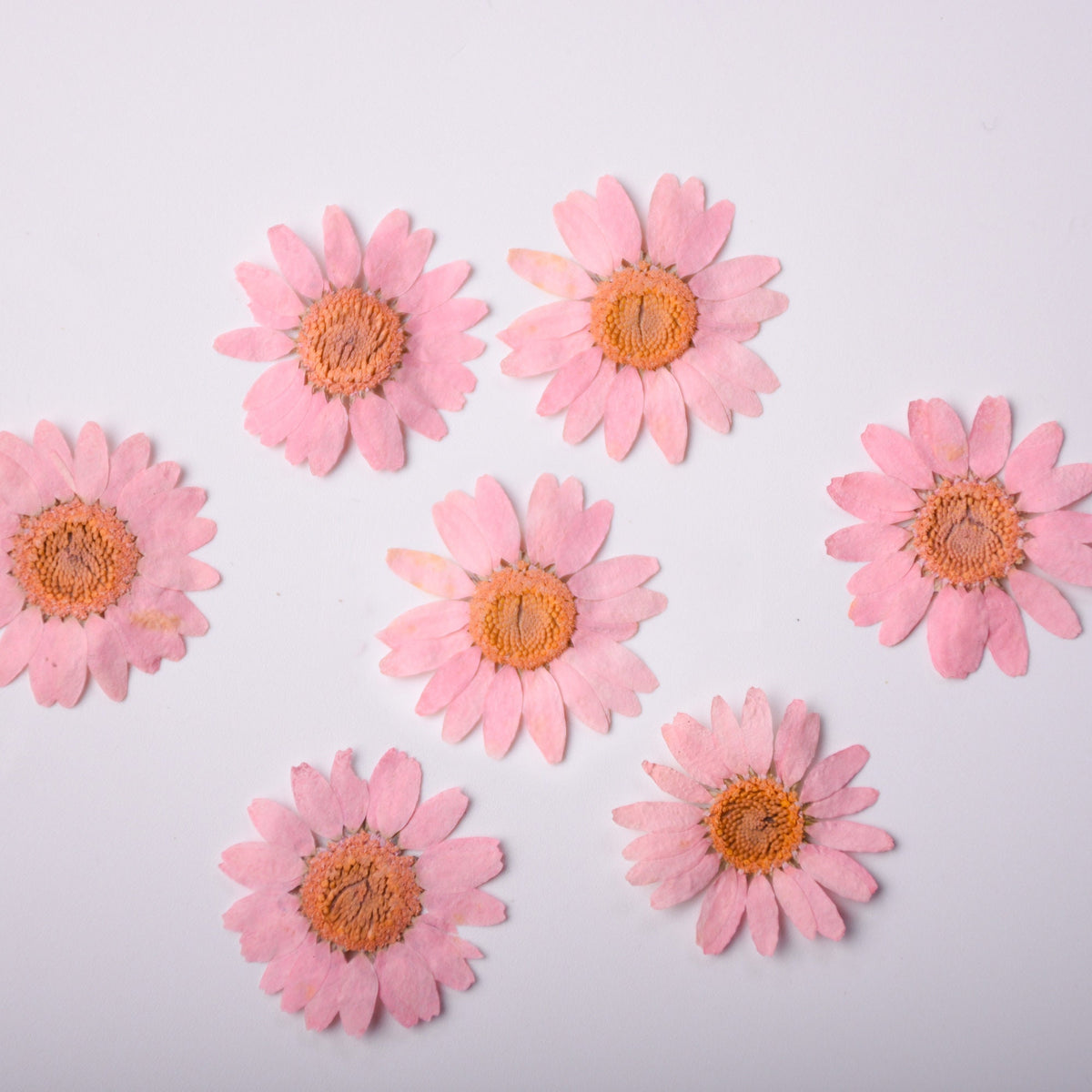 Pink Pressed Chrysanthemum Flowers: Resin Art Supplies, 12 PCS