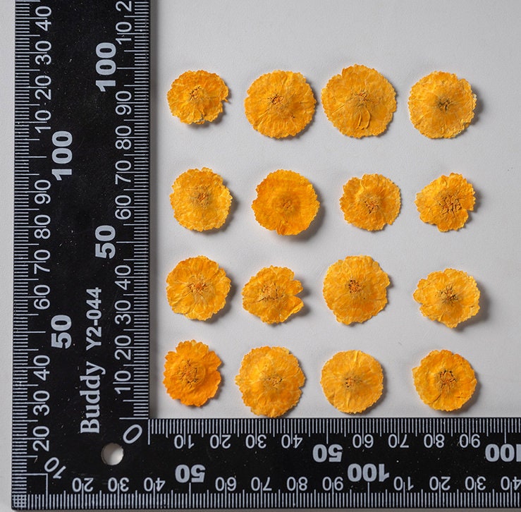 Pressed Orange Daisies, Small Dried Flowers (12 PCS/Pack)