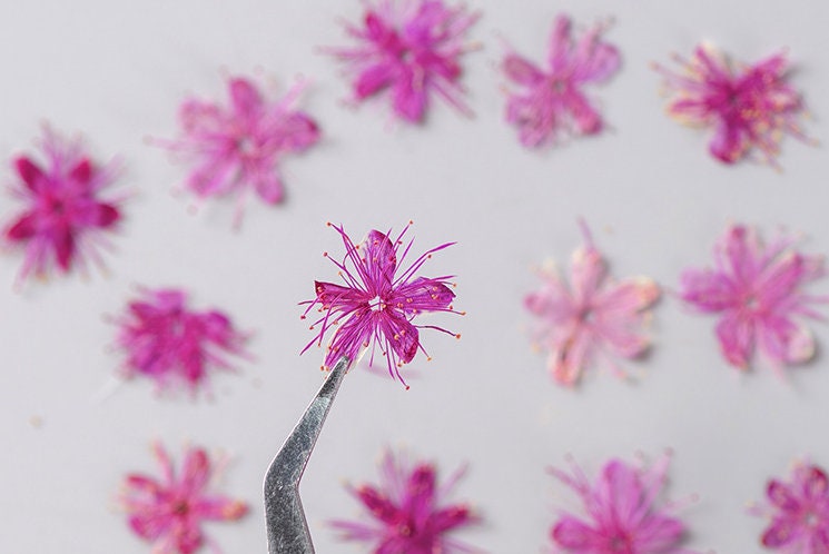 Pressed flower,Pressed Symplocos paniculata,12 PCS/Pack,Purple red dried flower,Real Purple flower,dried flower petals,Small dried flowers