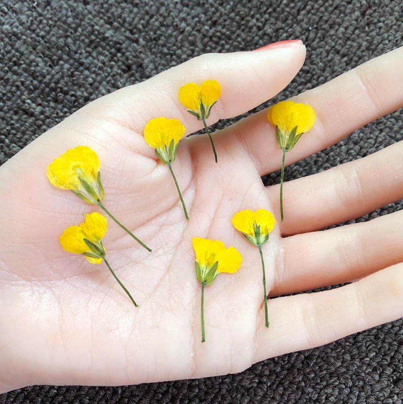 Yellow Pressed Canola Flowers: Real Dried Flowers, 12 Pcs