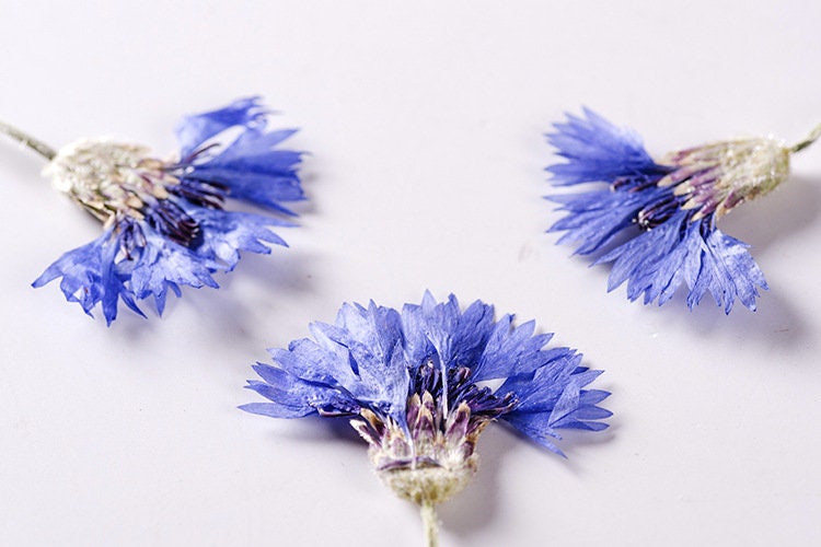 Pressed Cornflower Flowers, Blue Purple, Dried Flat Flowers (6 PCS/Pack)