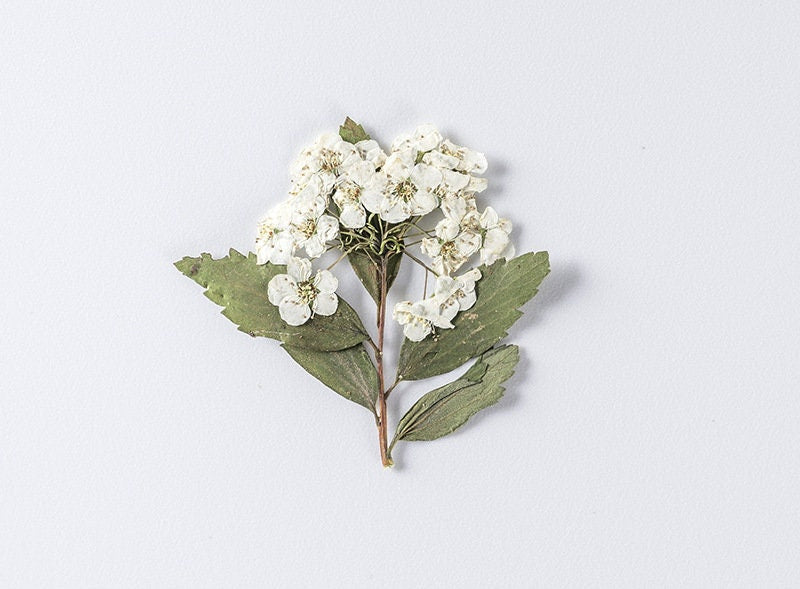 pressed flowers,white pressed flowers,Set of 6 PCS, pressed flowers art,white dried flower,Pressed Flat Flowers,scrapbooking, art