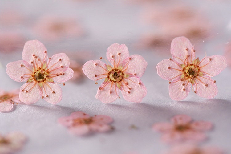 Pressed flowers,Light pink pressed flowers,20 PCS/Pack,Light pink flower,Light pink Dried flower,pressed flower,Small pink flower(0.5-0.8cm)